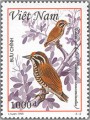 Chim gõ kiến ( vườn quốc gia Bạch Mã )