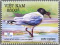 Chim quý hiếm ven biển Việt Nam