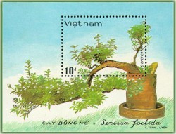 Cây cảnh Việt Nam