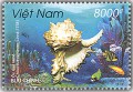 Ốc gai biển Việt Nam