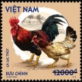 Gà bản địa Việt Nam 
