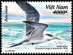 Biển, đảo Việt Nam (bộ 3): Chim biển, đảo