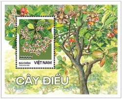 Cây Điều