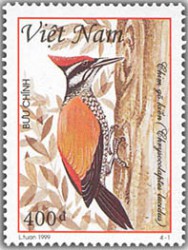 Chim gõ kiến ( vườn quốc gia Bạch Mã )